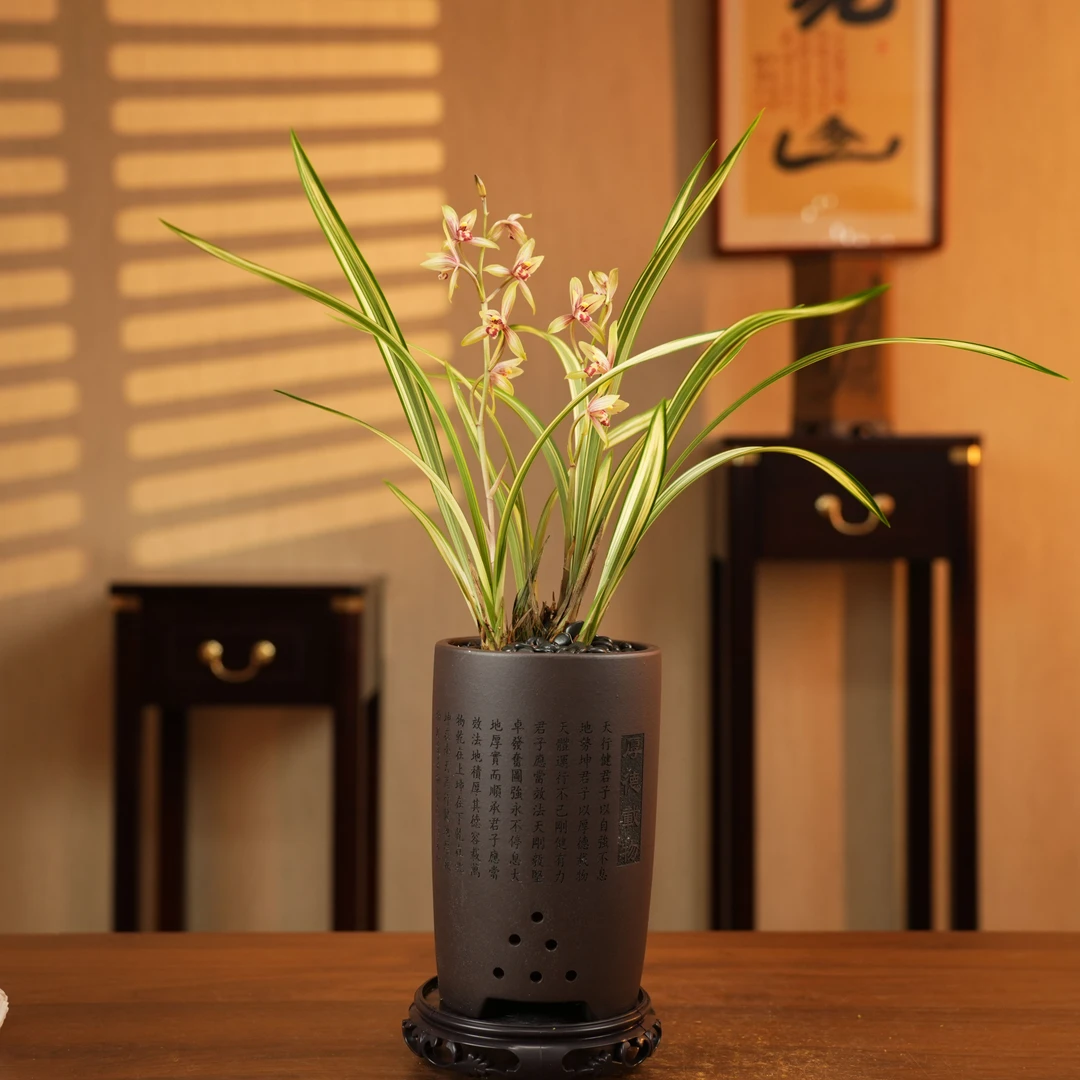 【福隆 】建兰透艺名贵叶艺铭品开花浓香型叶片美观