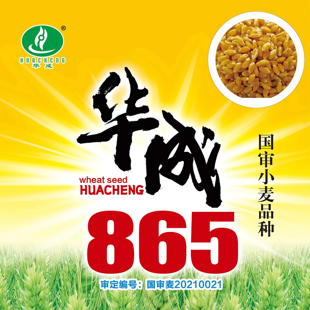 华成865优质强筋冬小麦种子高产小麦矮秆抗倒抗病抗冻大穗