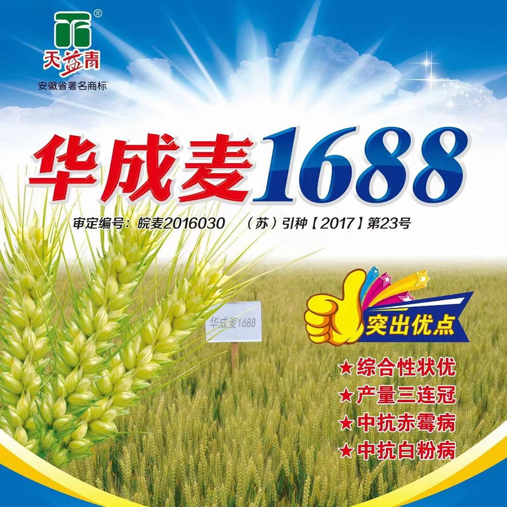 华成麦1688优质强筋冬小麦种子高产小麦矮秆抗倒抗病抗冻大穗