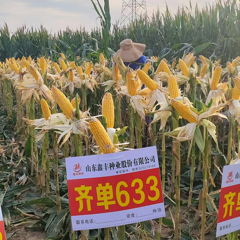 国审高产杂交齐单633大田饲料玉米种子新品种高抗倒伏抗病耐高温