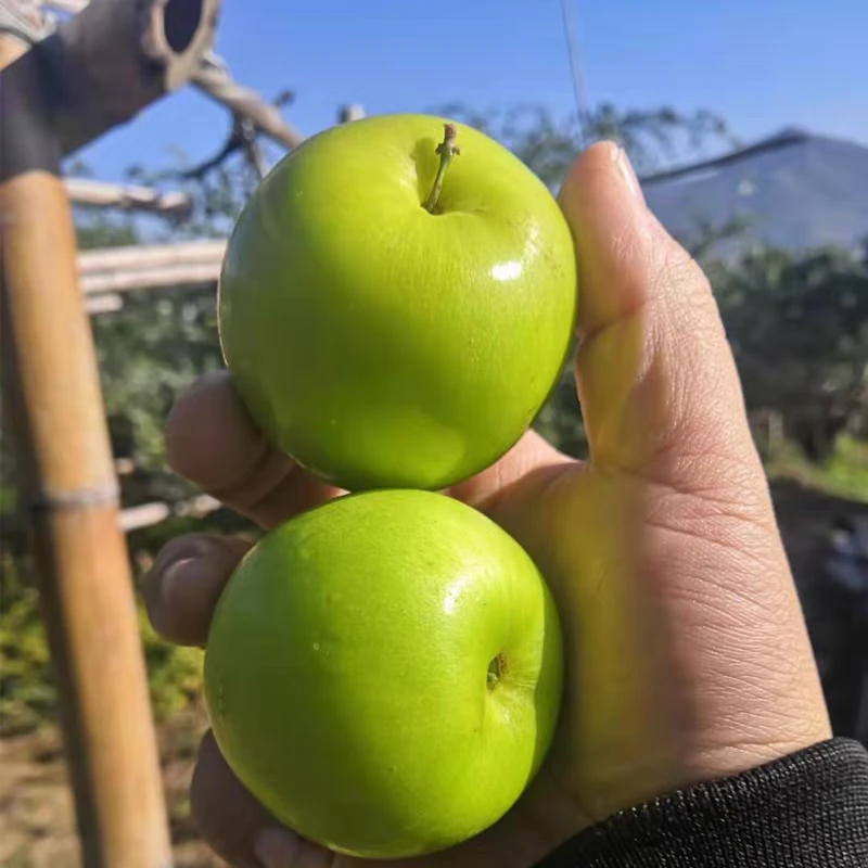 顺丰包邮】贵妃牛奶枣蜜枣青枣脆甜多汁新鲜应季水果福建漳州3/5斤