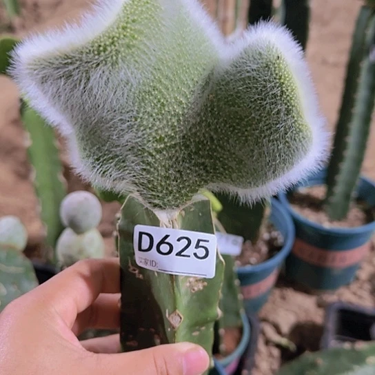 嫁接九尾狐缀化625