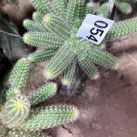 清****通嫁接白檀特鲁迪054