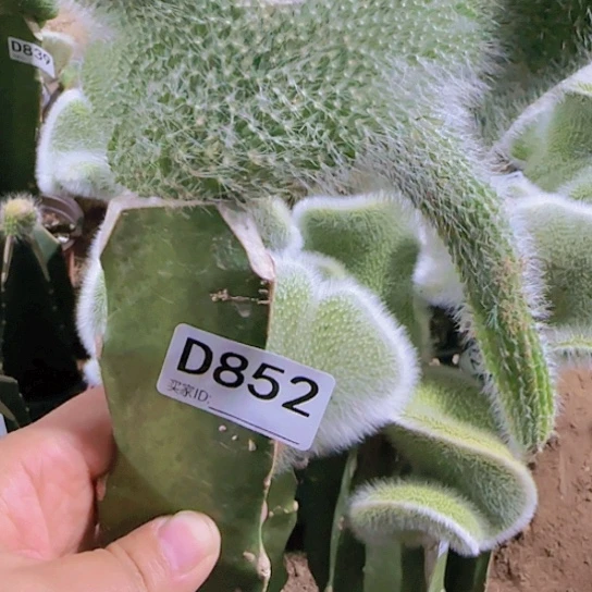 火*果嫁接九尾狐缀化852