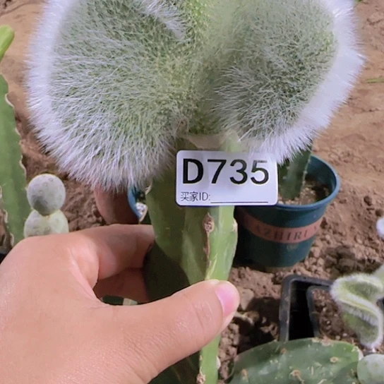 嫁接九尾狐缀化735