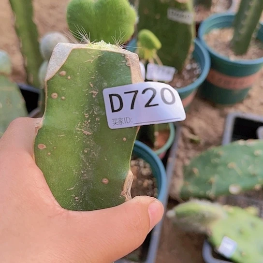 杨*抖嫁接九尾狐缀化两棵720