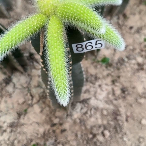 ?**儿嫁接九尾狐锦865