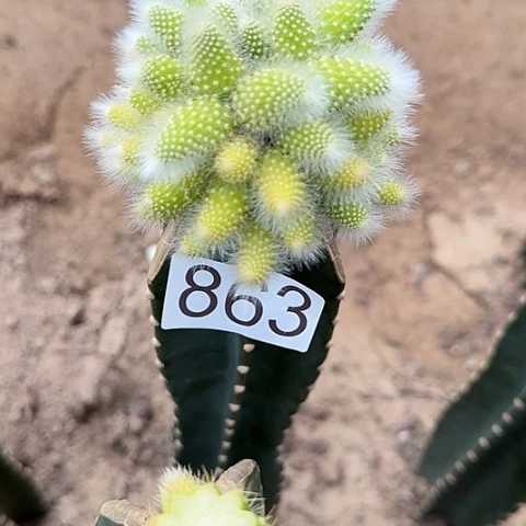 沐*天嫁接九尾狐锦863