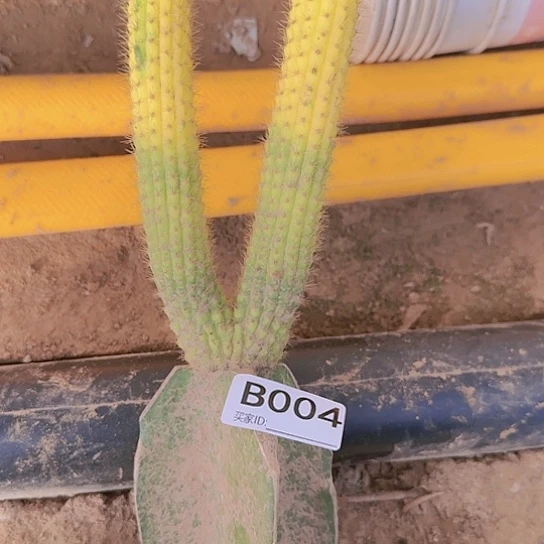 华**仔砍头彩舞柱锦004