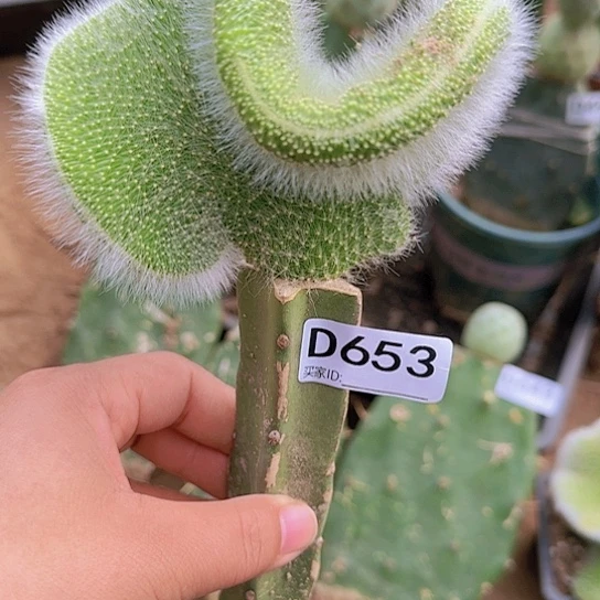 嫁接九尾狐缀化653