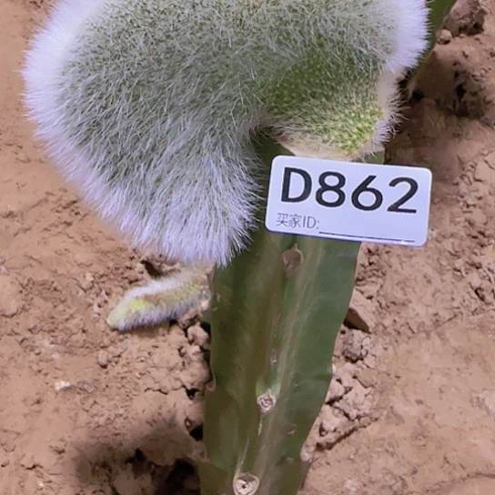 周*伶嫁接九尾狐缀化862