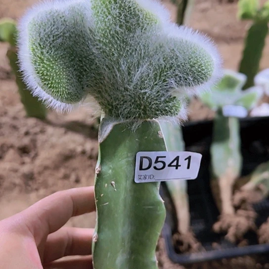 杰嫁接九尾狐缀化541