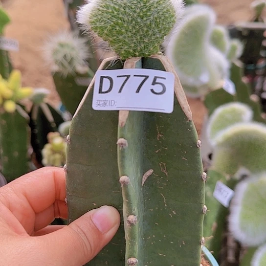 嫁接九尾狐缀化775