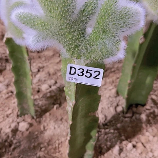 火*果嫁接九尾狐缀化352