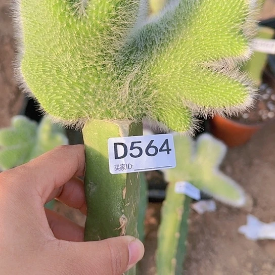 嫁接九尾狐缀化654