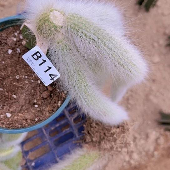 丑*鸭砍头九尾狐114