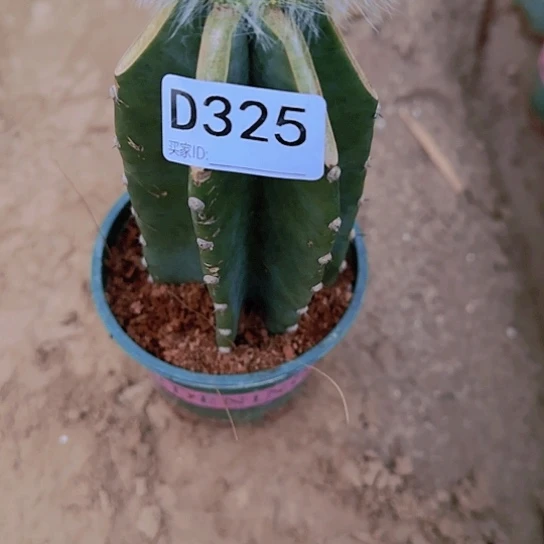 爱*婆嫁接九尾狐缀化325