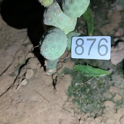 海*嫁接大型无刺习876