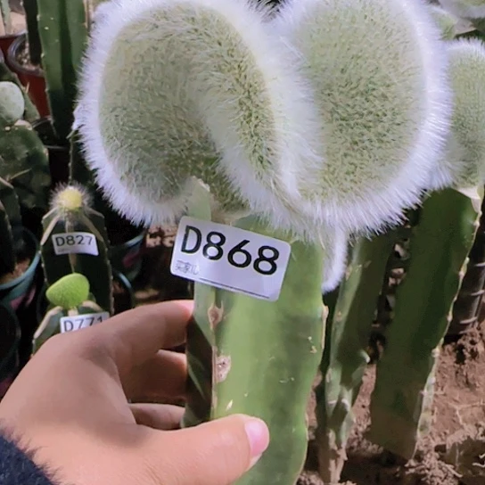 黄***嫁接九尾狐缀化868