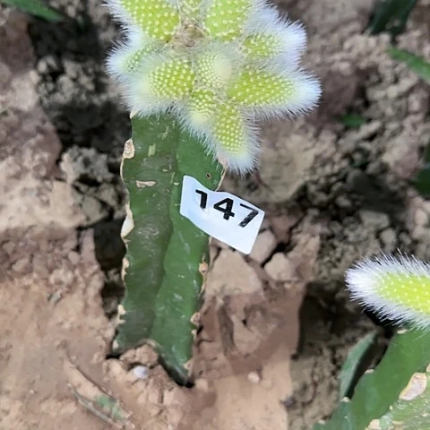 尹*某嫁接九尾狐锦147