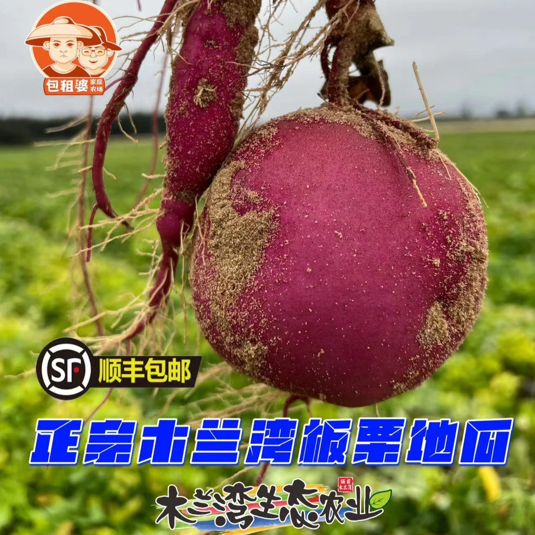 【圆胖果】海南木兰湾板栗地瓜桥头地瓜同品种（±2两）顺丰包邮