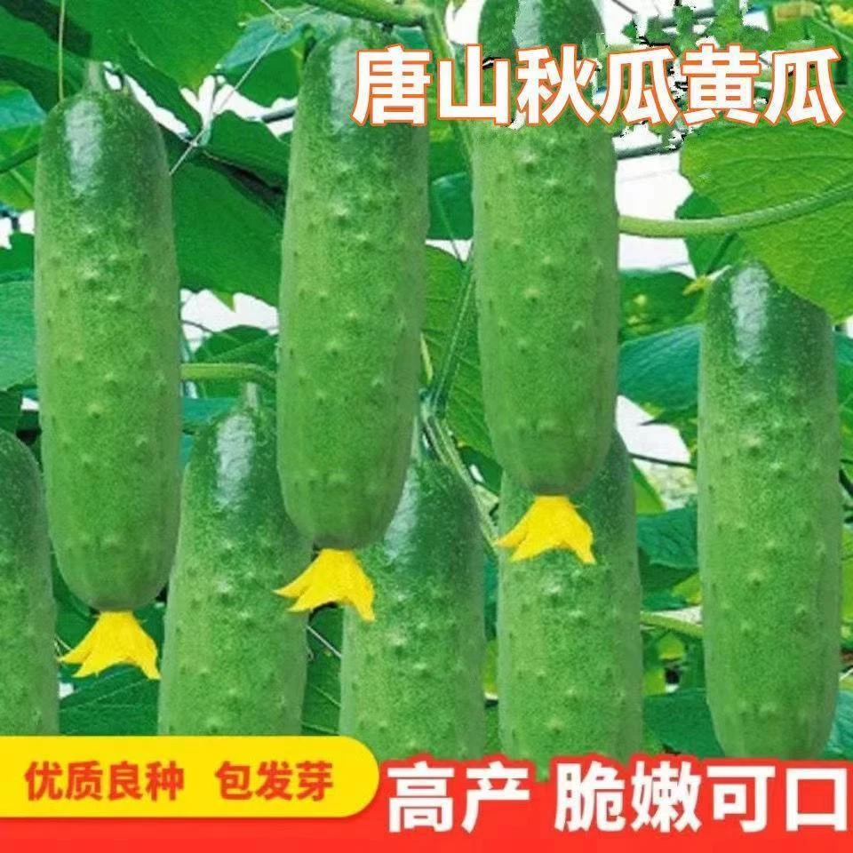水果黄瓜 青瓜种子香甜可口 阳台盆栽四季菜籽蔬菜种子 农家 庭院