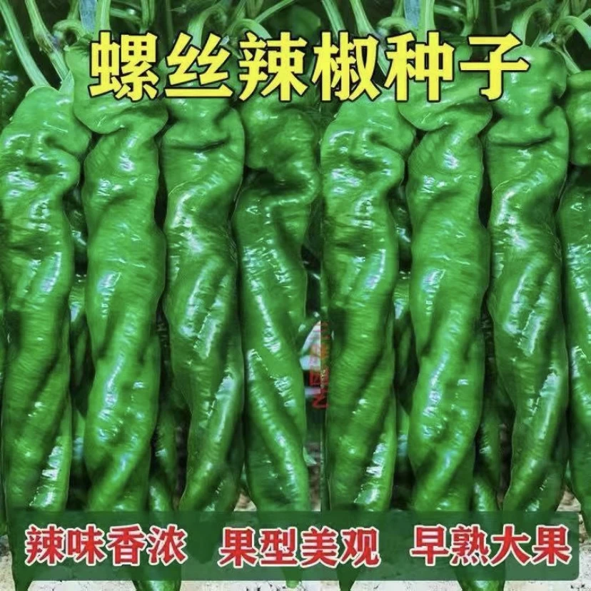 厂家直销香辣螺丝椒牛角椒盆栽观果彩色甜椒四季播厂家直售