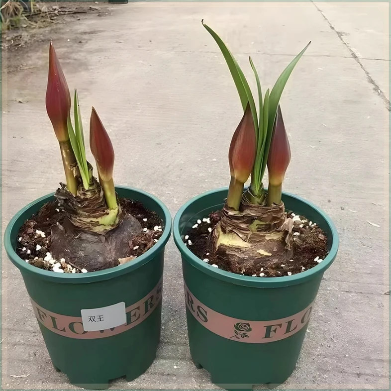 好养活重瓣朱顶红【反复开花】盆栽客厅花卉种球易植物绿植花卉盆栽