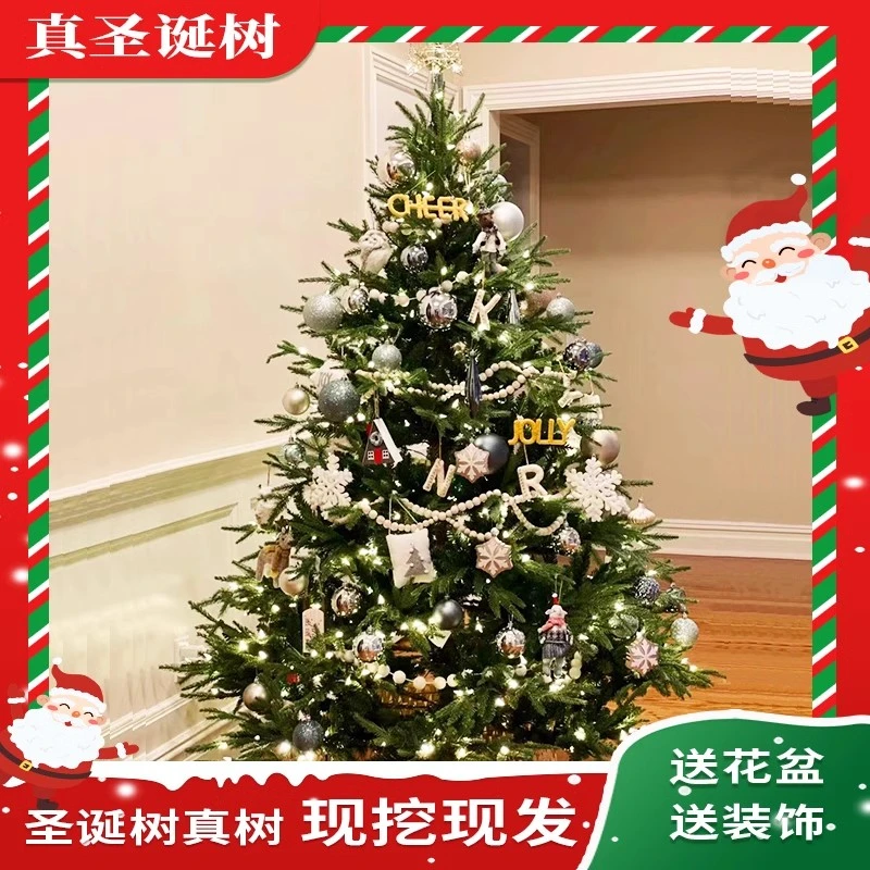 真的圣诞树盆栽真树活的挪威云杉真正的诺贝松真树松树圣诞节绿植