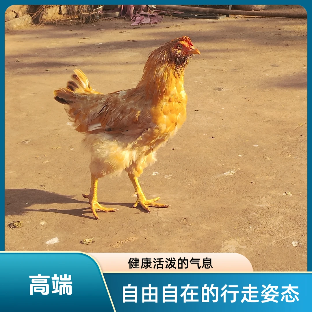 农家散养土鸡 鲜嫩现宰现杀 适合煲汤炒鸡肉