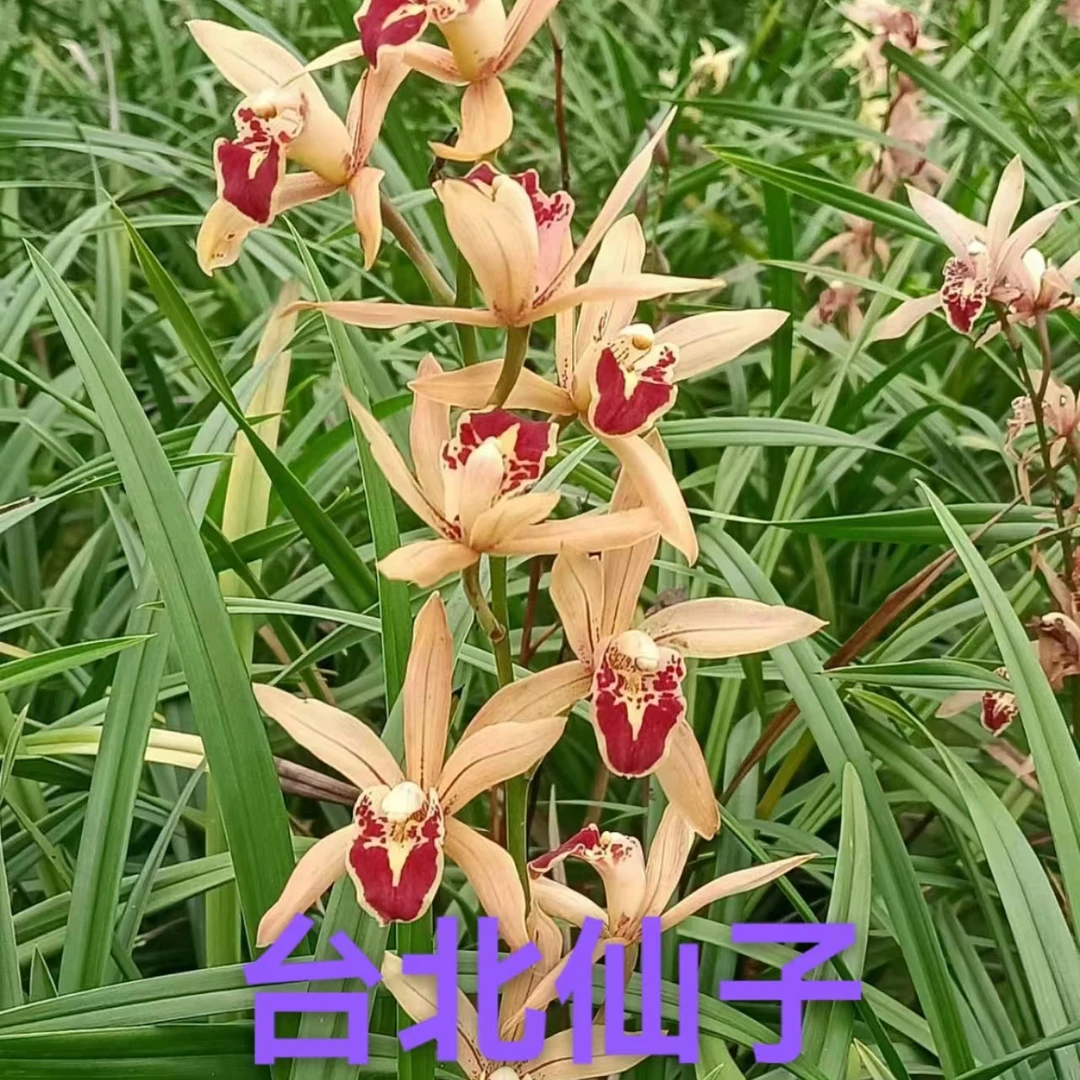 兰花盆栽台北仙子裸根实惠兰花建兰青苗浓香型开花浓香花期6~12月
