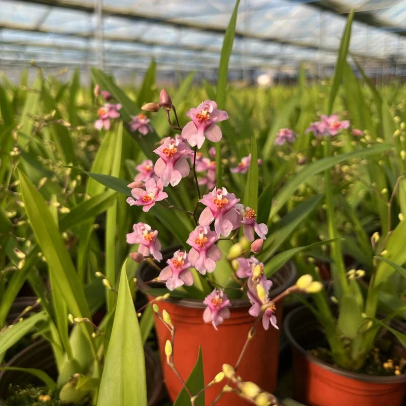 文心兰梦香粉色花浓香型春节前后上花原盆原土发货好养活绿植盆栽