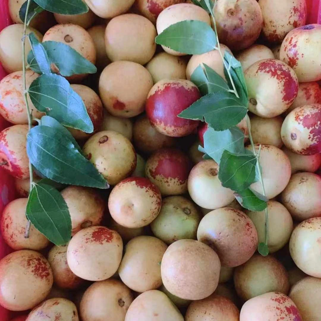 （果甄鲜）活动冬枣1斤