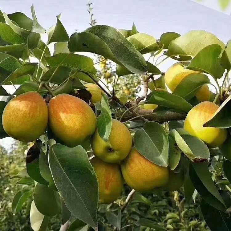 库尔勒香梨（大果）3斤重 （12-15个）