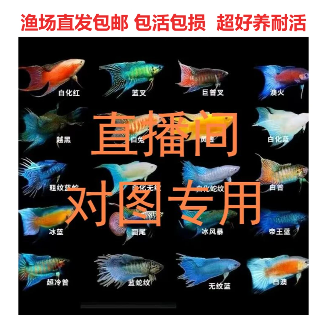 【直播间专用链接、一物一拍】中国斗鱼观赏鱼耐养活体冷水鱼国斗
