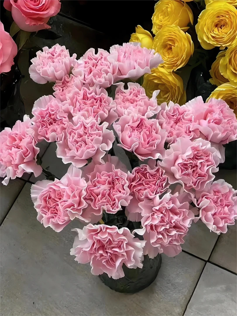 （正宗AB级粉佳人康乃馨鲜花）云南直销：永远年轻美丽热爱、感动亮丽