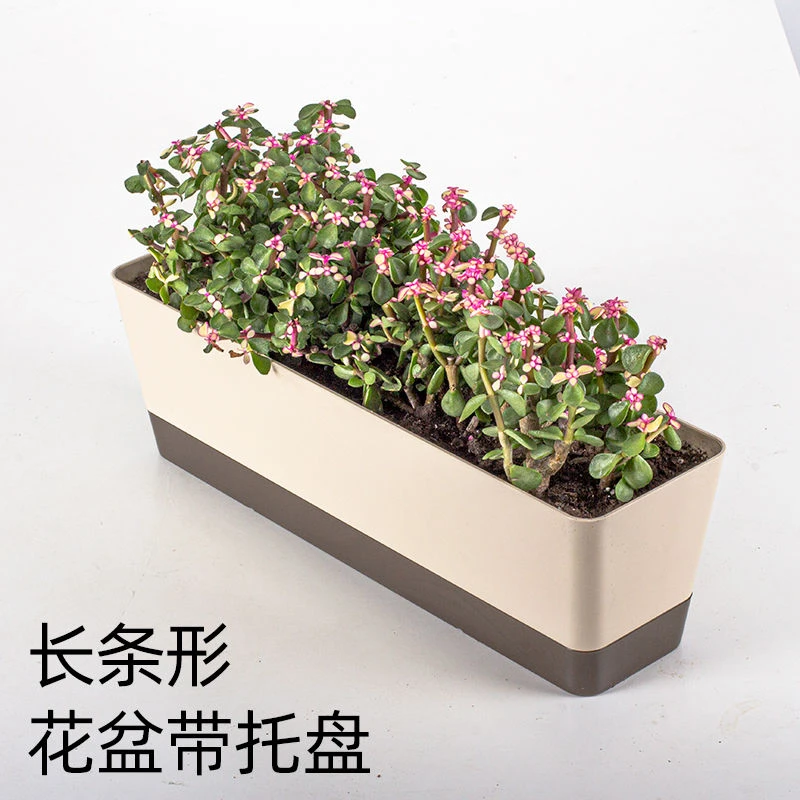多肉花盆细长超窄长形植物韩式花器肉肉花盆创意简约塑料种植长条