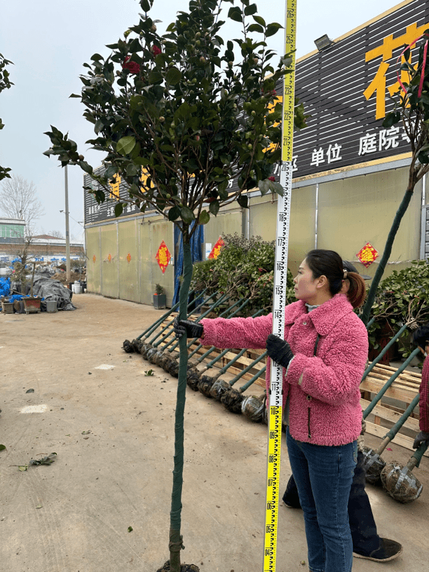 山茶花树 四季开花 室内外均可种植