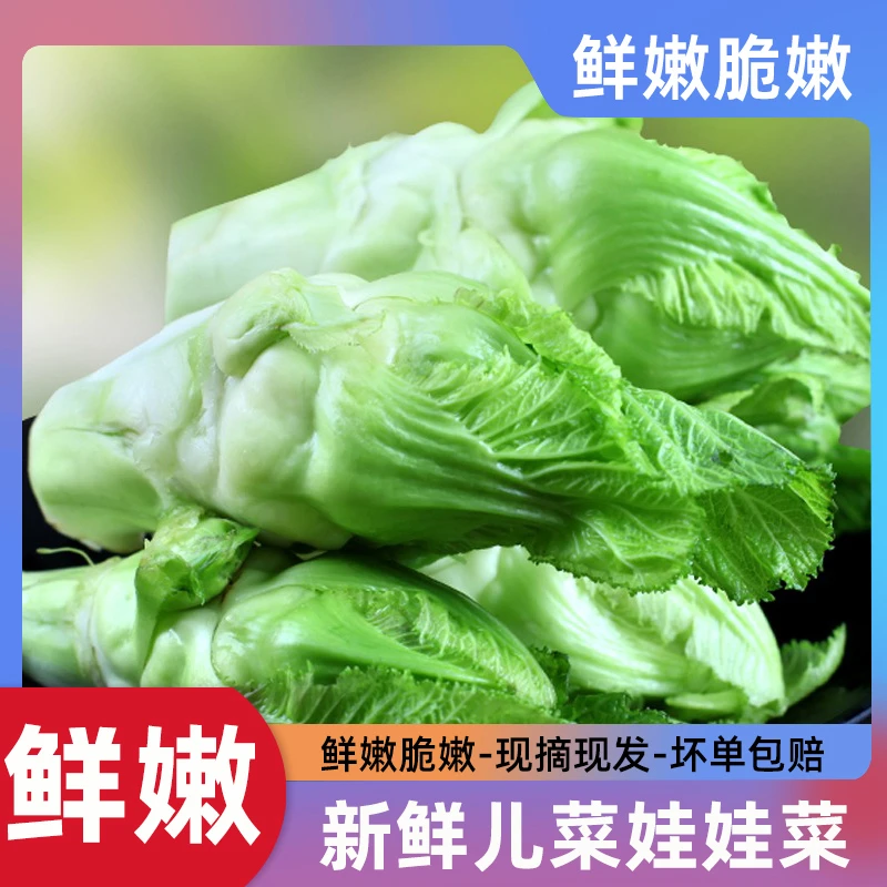 【现挖现发-坏单包赔】四川新鲜儿菜鲜嫩娃娃菜背儿菜农家蔬菜