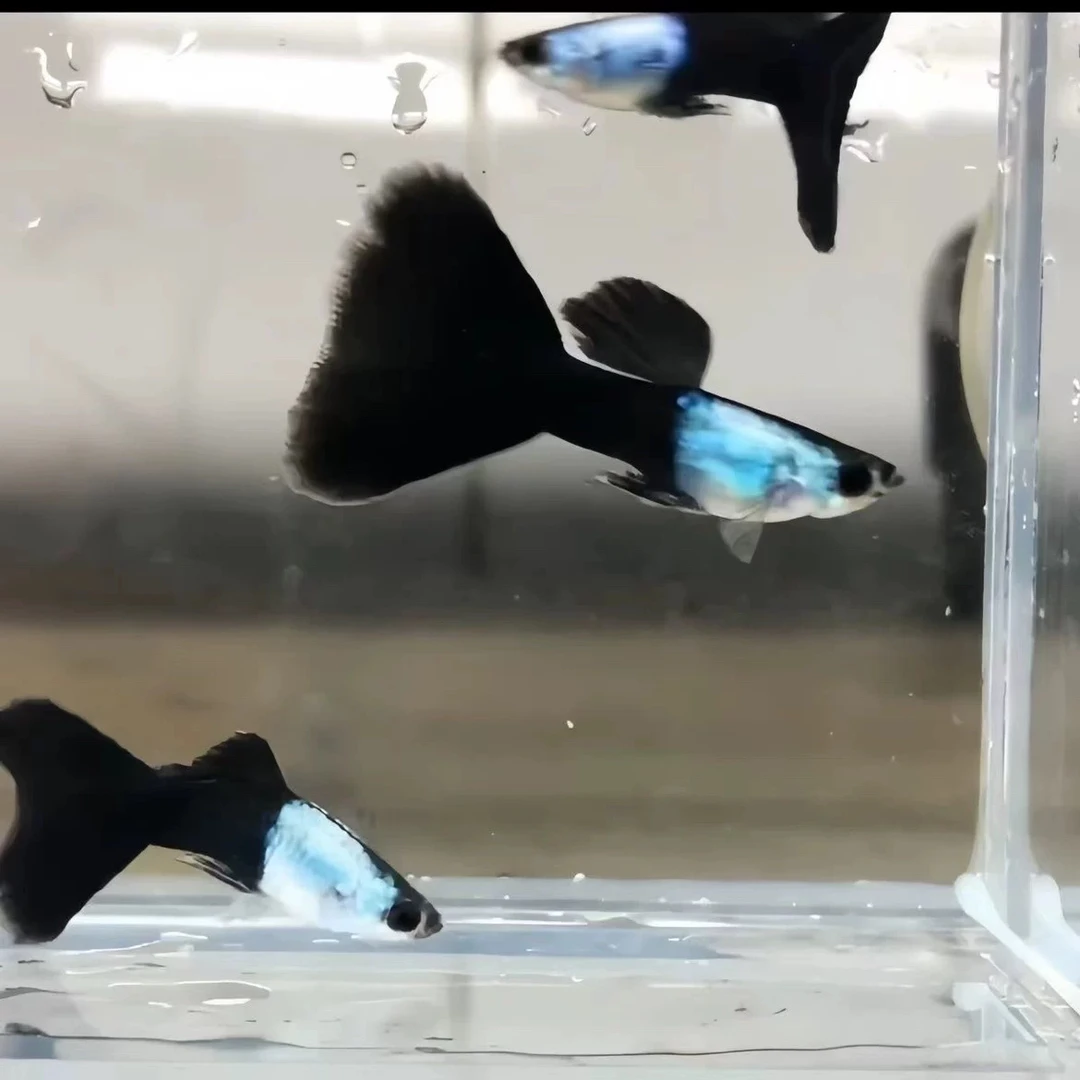 艾尔银蓝尾孔雀鱼小型鱼观赏鱼水族〔入缸后不包损〕