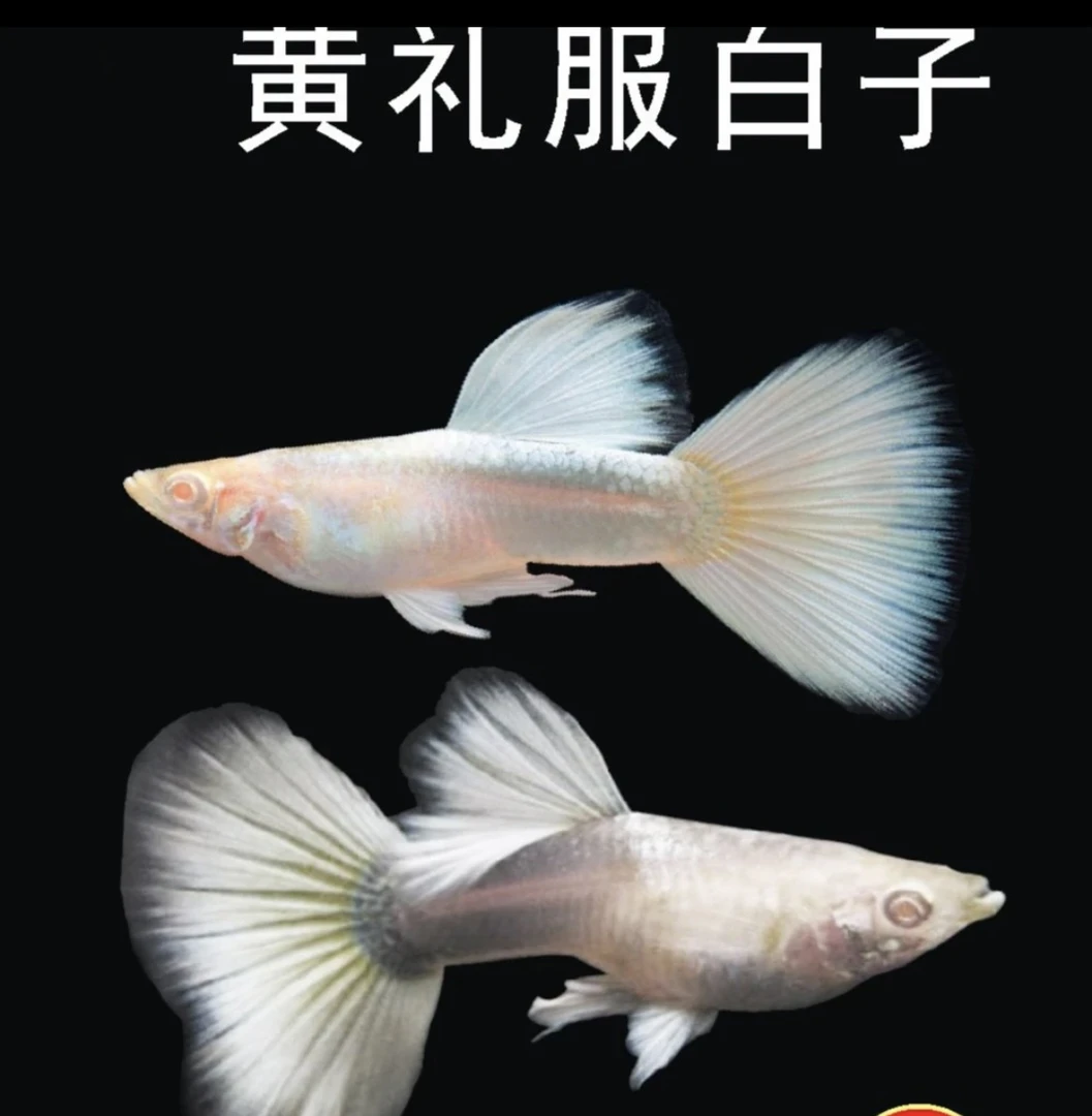 精品孔雀鱼大尾白金礼服白子种鱼（入缸不包损）
