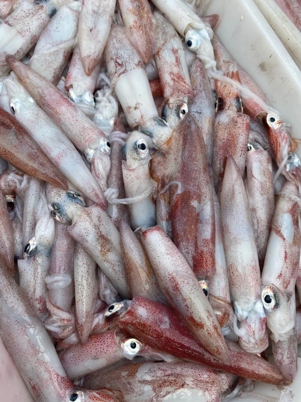 澳角码头 灯光诱捕 中管鱿鱼 白焯 蒸蒜蓉粉丝