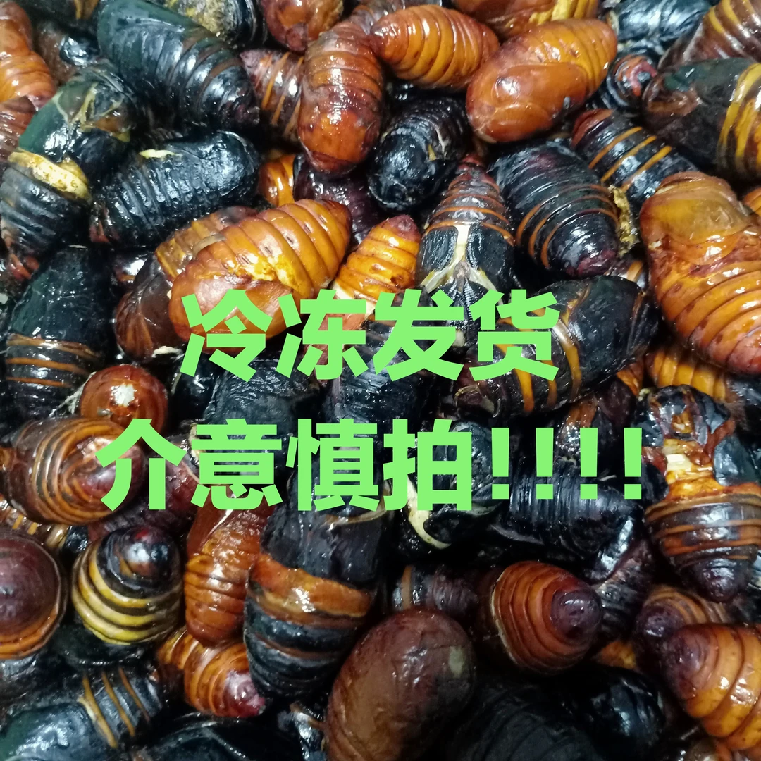 辽宁西丰县（六等蚕蛹畸形蚕蛹）顺丰包邮