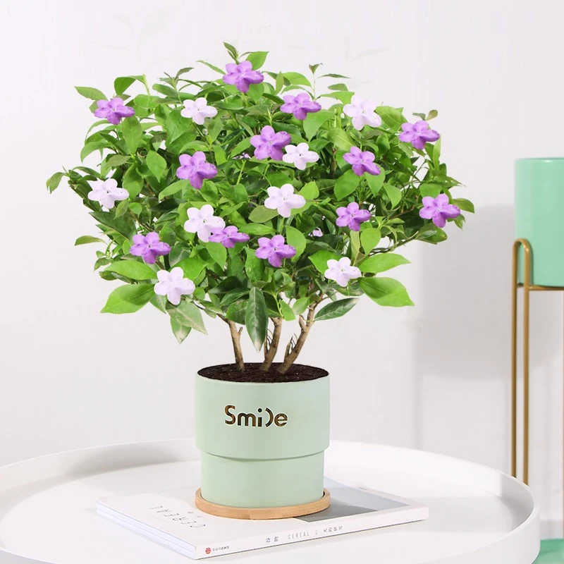 双色茉莉鸳鸯茉莉花盆栽花卉 阳台庭院四季常青紫色浓香型花卉