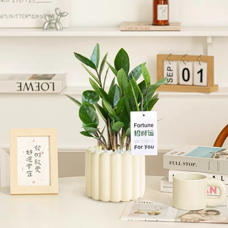 精品桌面盆栽金钱树绿植盆栽开业盆栽办公桌精品绿植