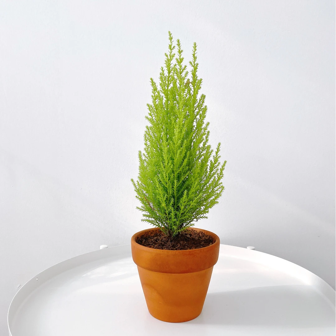 【放青松盆栽】小香松盆栽小型柠檬香四季常青办公精致造型植物