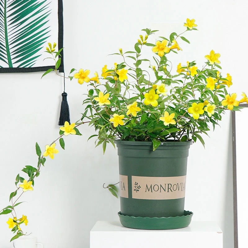 法国香水盆栽爬藤植物香水茉莉浓香型花卉阳台室内外耐寒耐热绿植