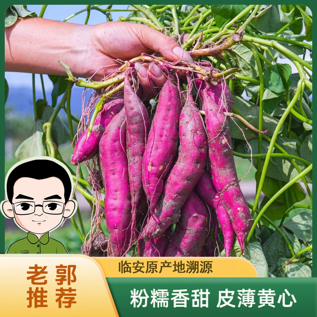 【老郭推荐】正宗临安天目小香薯红薯皮薄黄心香甜粉糯3斤/5斤现挖