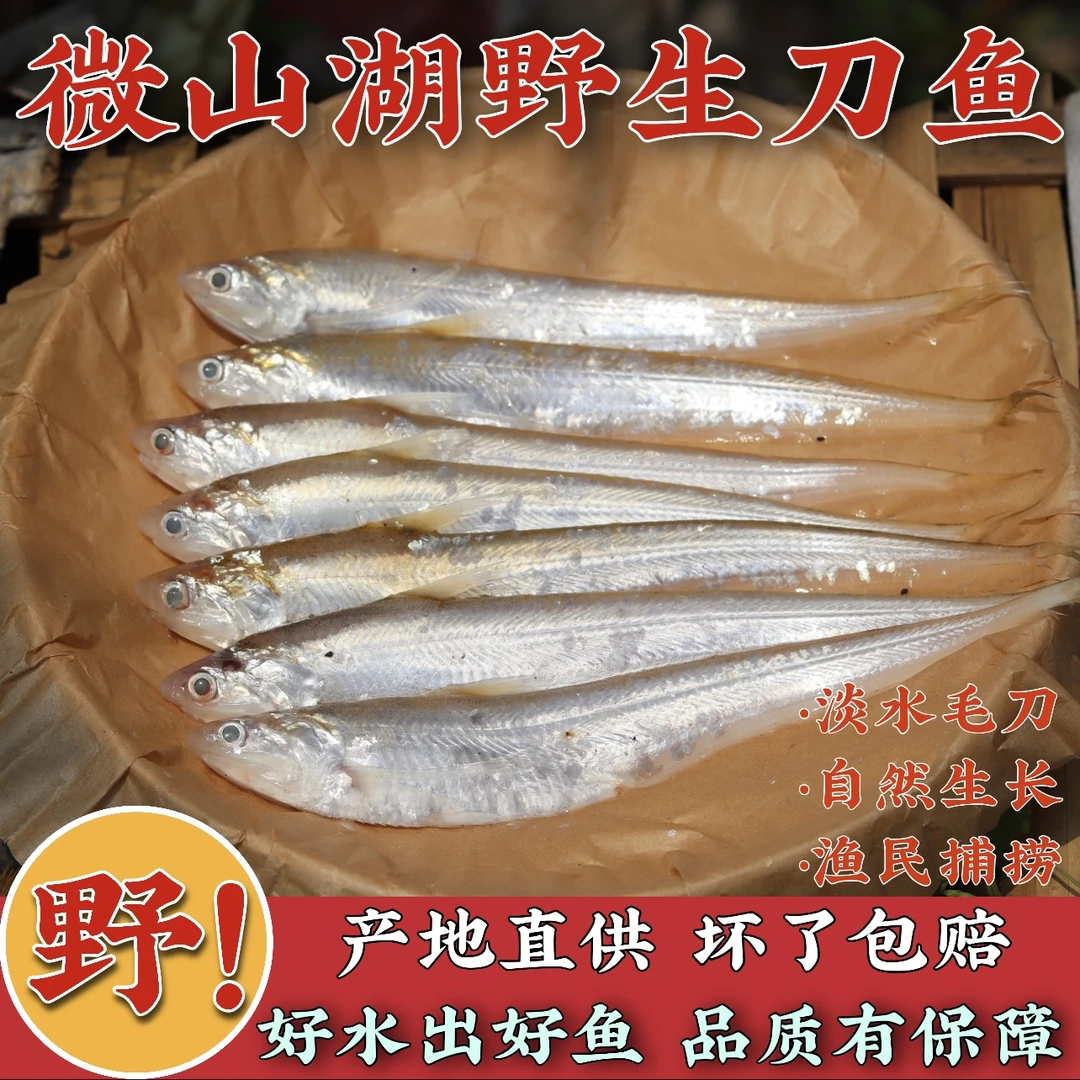 新鲜刀鱼野生捕捞微山湖生态毛刀鱼原生态淡水鱼冷冻冰鲜顺丰包邮