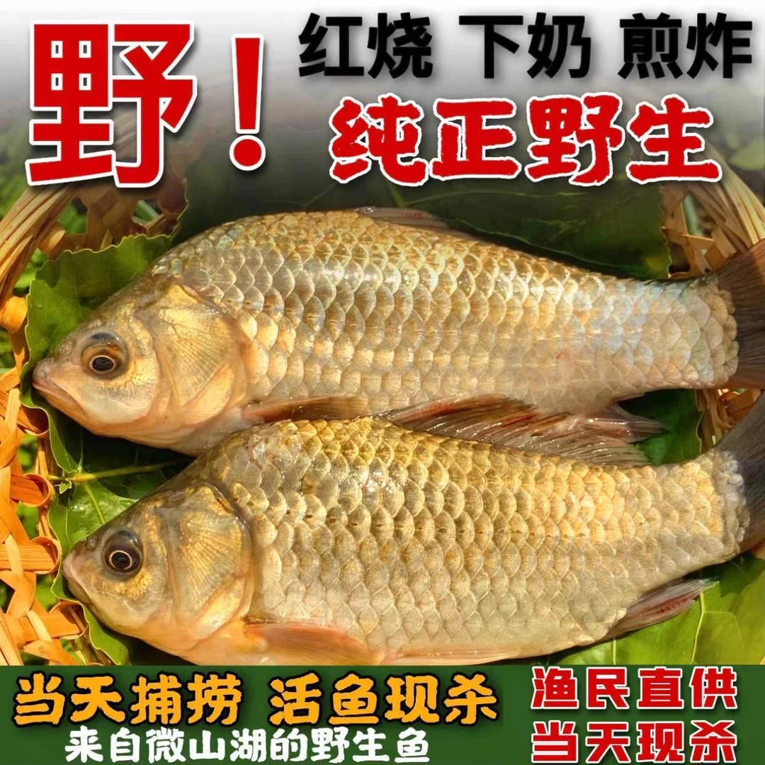 鲫鱼新鲜【新店福利】野生鲫鱼微山湖滋补营养打捞渔民捕捞去鳞去腮